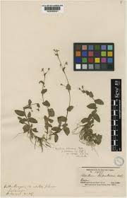 Image result for Aneilema petersii