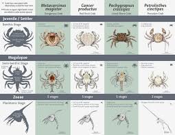 portfolio natalie renier science illustration design