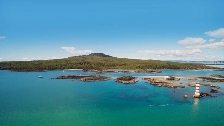 “rangitoto”的图片搜索结果"