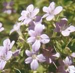 Image result for Barleria obtusa