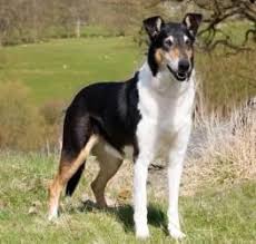 Smooth Collie Great Britain Champion Animales
