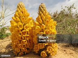 Image result for Cistanche tinctoria