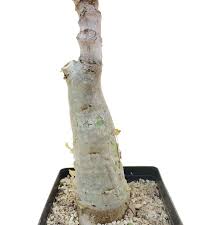 Image result for Cyphostemma jaegeri