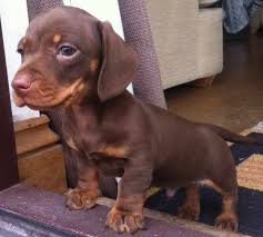 Maybe you would like to learn more about one of these? Dachshund Puppies For Sale Near Me Petswithlove Us