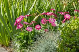 Image result for Gerrardinaceae