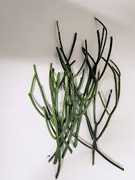 Image result for Euphorbia tirucalli