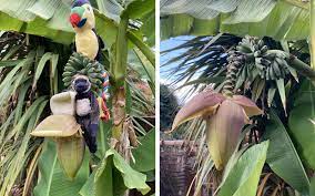 We did not find results for: Worcester Couple Shocked As Banana Plant Flowers For The First Time Ever While On Holiday Worcester News