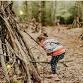 Noosa Botanic Gardens Forest Kindy event image