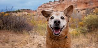 Every item purchased feeds at least 35 shelter animals. Animal Sanctuary And Refuge Best Friends Animal Society