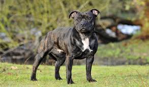 The american staffordshire terrier is a powerful dog breed with a friendly nature. Staffordshire Bull Terrier Dog Breed Information