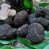 Trufele ( tuber spp.) sunt ciuperci comestibile cu un gust si o aroma exceptionale, bogate in substante nutritive, minerale, vitamine si cu steroizi care sunt feromoni sexuali. 1