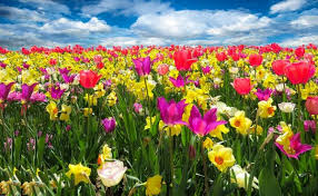 ✓ gratuiti a scopo commerciale ✓ immagini di alta qualità. Fiori