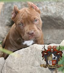 Pin By Robert Lee On Our American Bully Dogs Pitbull Amstaff And Bulldog Lineage The American Bully Breed Is A Breed Bred For A Docile Temperament Excellent S Cute Dogs Bully