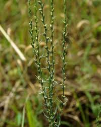 Image result for Synandrodaphne