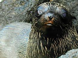 Image result for Selago lacunosa