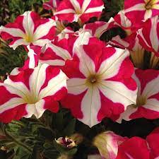 Can You See The Hearts On The Petunia That S Why It S Part Of The Amore Series From Danziger Caspringtrials Ngbplantn Unusual Flowers Bulb Flowers Petunias
