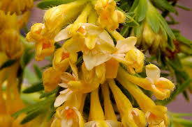 Image result for Gnidia