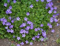 Campanula Birch Hybrid Perennials Campanula Pool Plants