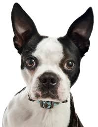 Find a boston terrier puppy from reputable breeders near you and nationwide. Home Fido Stitch