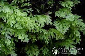 Image result for Hymenophyllaceae