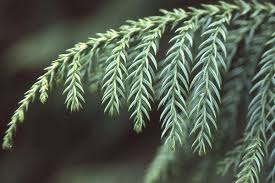 Image result for Cryptocarya transvaalensis