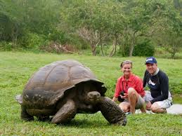 Holidays in the galapagos on a cruise or staying on islands. 10 Fabulous Reasons To Visit The Galapagos Islands Today
