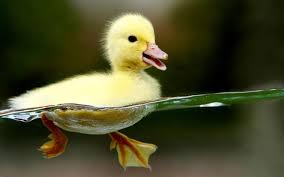 Turns Out I M Waterproof Cute Animals Animals Beautiful Animals