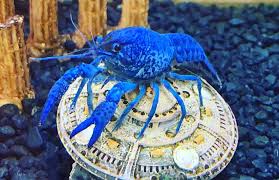 Taking care of an exotic pet can be challenging compared to cats and dogs, and though it involves a lot of work, it if you're considering buying an exotic pet, then make sure you're ready to put in the effort of taking care of it. 3 Reasons Why Crayfish Are Easy To Take Care Of
