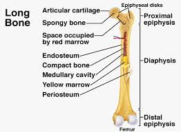 Long bones are generally bones that are longer than they are wide, and are part of the skeletal i've labeled bones forming by these two methods—basically, the skull is intramembranous and everything. 2