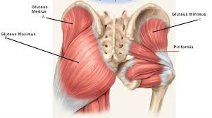 Gluteal Muscles Color Diagram Google Search Gluteal