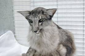 Cattylicious Com Oriental Cat Oriental Shorthair Cats Oriental Shorthair
