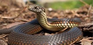Image result for Snake Bite
