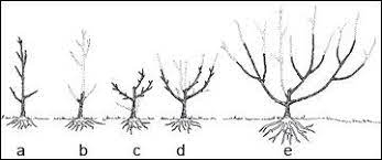 Check spelling or type a new query. How To Prune Fruit Trees Prune Fruit Pruning Fruit Trees Tree Pruning