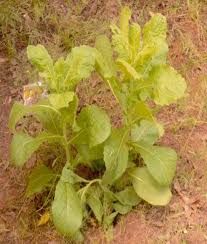 Image result for Vernonia zambiana
