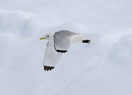 We did not find results for: Kittiwakes Have A White Head And Body Grey Wings With Black Tips And A Yellow Bill All These Characteristics Are Visible Beautiful Birds Birds Bird Watching