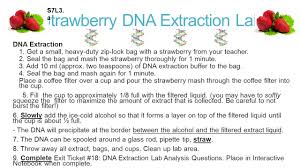 Key concepts dna genome genes extraction laboratory techniques. Strawberry Dna Extraction Lab Kesal