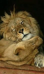 Jess Ich Liebe Dich Alles Alles Dich Ich Jess Liebe Tiere Wilde Tiere Grosse Katzen