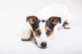 The jack russell terrier is a happy, energetic dog with a strong desire to work. Top 131 Jack Russell Terrier Names Of 2020 The Dog People By Rover Com