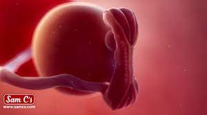 At 5 weeks pregnant, baby is the size of an apple seed. What Does My Baby Look Like At 5 Weeks Pregnant Pregnancy Week By Week Youtube