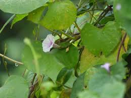 Image result for Ipomoea wightii
