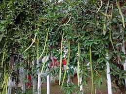 Image result for Dolichandra unguis-cati