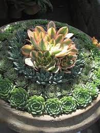 Designing With Succulents Pattern Repetition Color Succulents Succulent Gardening Plants