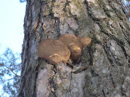 Image result for Phellinus pini