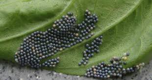 1/4 cup chopped purple onion. Eggs On Basil Leaf Bugguide Net