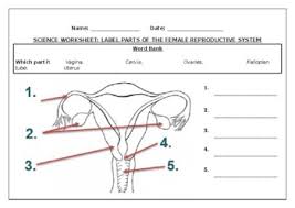 Although a woman's external genitals are commonly referred to as the vagina, the vagina is actually one of several organs that comprise this section of a woman's body. Science Worksheets Label Parts Of The Female Reproductive System