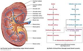 The Urinary System Kidney Anatomy Renal Human Anatomy And Physiology