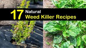 We have compiled a list of the best 10, which will ensure that the clover never materializes in your farm. 17 Natural Weed Killer Recipes
