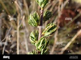Image result for Cliffortia serpyllifolia
