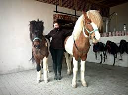 The icelandic horse opens up a magnificent world of adventure. Can The Icelandic Horse Really Carry The Weight Of An Adult Pur Cheval