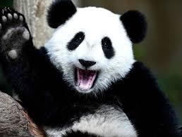 Heureux Panda 11 11 Panda Panda Geant Panda Mignon